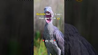 quotMindBlowing Giants Animals That Will Shock You 🙄 animals nature birds [upl. by Kallick]