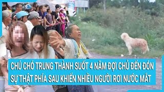 Chú chó trung thành suốt 4 năm đợi chủ đến đón sự thật phía sau khiến nhiều người rơi nước mắt [upl. by Anaerol]