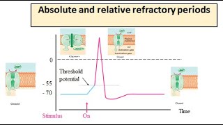 Absolute and relative refractory period [upl. by Asyl]