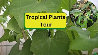 Tropical Plants Tour [upl. by Dloreg]