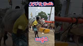 KVR Bulls katakam venkateswarlu gari Buddadhi [upl. by Des]