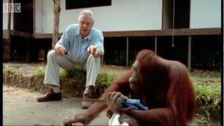 Attenborough Amazing DIY Orangutans  BBC Earth [upl. by Mackie]