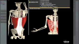 Latissimus Dorsi Anatomy [upl. by Biddick]