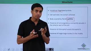 Class 11th – Photosynthetic Protists – Euglenoids  Biological Classification  Tutorials Point [upl. by Nerua]