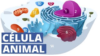 La CÉLULA ANIMAL explicada características fucionamiento y partes organelos🔬 [upl. by Phox]