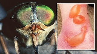 How To Treat A Horse Fly Bite  Fly Bites [upl. by Ailegna]