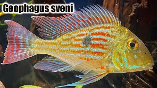 Geophagus Sveni  Care Guide amp Species Profile [upl. by Carita44]