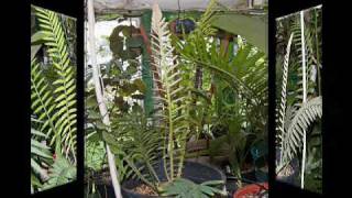 Encephalartos natalensis [upl. by Ehc240]