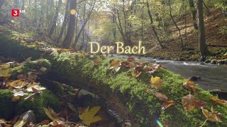 Der Bach  Doku HD [upl. by Ecinnaj]