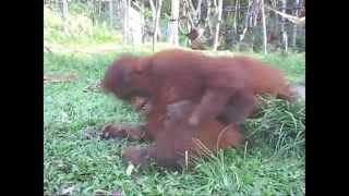 Orangutan Outreach Adoption Update 2009 [upl. by Aniram]