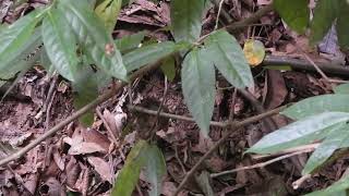 RARE FOOTAGE ARARIPE MANAKIN CHICK ON NEST EVENTO RARO FILHOTE DE SOLDADINHODOARARIPE  NINHO [upl. by Deach428]