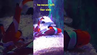 Clownfish Incredible Human Like Behavior shorts [upl. by Leanatan]