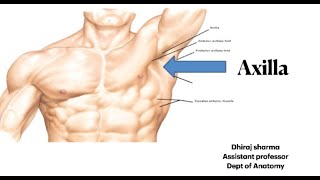 Axilla  Boundaries of Axilla  Anatomy of Axilla  Axillary artery  Axilla Anatomy [upl. by Nelie]