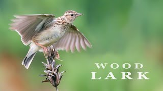 WOODLARK bird singing and chirping in the spring forest bird sounds [upl. by Harak310]