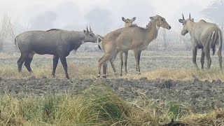 Nilgai [upl. by Johnath82]