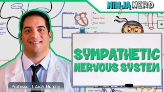 Neurology  Sympathetic Nervous System [upl. by Anidal466]