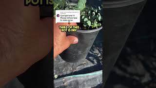 How to grow Eucalyptus How to water eucalyptus Where to grow eucalyptus at home eucalyptus herb [upl. by Kruse135]