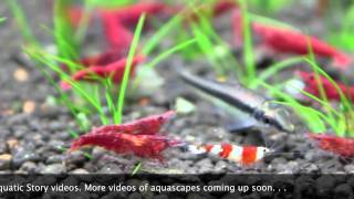 Freshwater Shrimp Aquarium [upl. by Flemming]