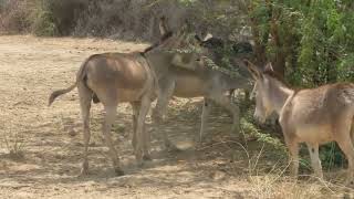 Equus Africanus Asinus The Story of Domestic Donkeys SaddleFree Wonders The Graceful Life of Donkey [upl. by Bouchier478]