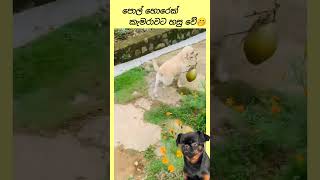 පොල් හොරෙක්🤭❤ shorts dog doglover [upl. by Iaht]