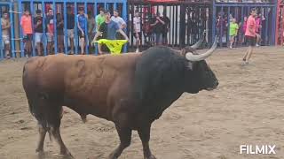 BURRIANA  CS  992023 TOROS CERRILES DE MONTES DE OCA  EL TAJO Y VILLAMARTA [upl. by Barimah203]