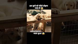 इस डॉग को चीज़ें तोड़ने का बहुत शौक हैं 😱  short anime cartoon dog [upl. by Vasiliki694]