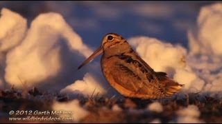 American Woodcock Displaying in Maine [upl. by Ennaillij]