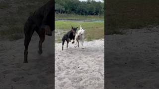 Doberman Lena vs Dogo Argentino Darla [upl. by Yatnoj]