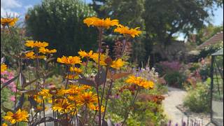 Late July Cottage Garden Tour Stunning Perennials in Bloom  Perennial Garden [upl. by Eseilana691]