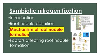 Mechanism of Root nodule formation  Symbiotic nitrogen fixation  AZ concepts guide [upl. by Damahom]