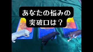 【あなたの悩みの突破口は？】OSHO禅タロット [upl. by Ilsa]