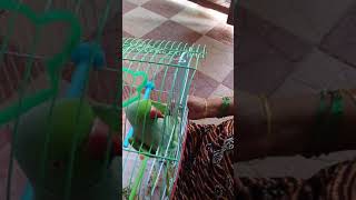 Talking parrot in Kannada [upl. by Wolcott273]