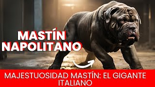 Majestuosidad Mastín El Gigante Italiano [upl. by Bate]