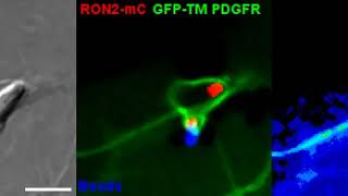 T gondii Requires the Twisting Motion Driven by the RON Protein Complex [upl. by Olenolin]