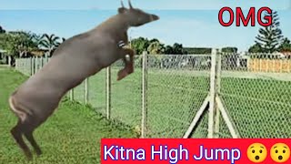 Nilgai High Jump how the Nilgai cross the wires of farm [upl. by Anawqahs746]