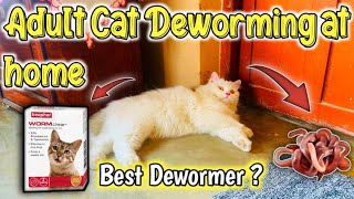 95 Pet Parents Dont Know How To Deworm adult Cat At Home Cat Worms TreatmentAdult Cat Deworming [upl. by Treborsemaj]