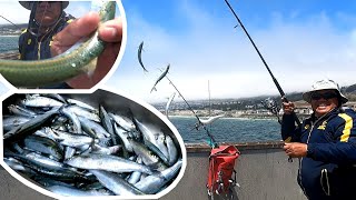 JACKSMELT FISHING AT PACIFICA PIER Salmon season  Part 21 [upl. by Alesi590]