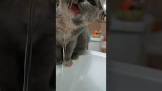 Böyle güzel su içilir mi kız Piroş😍 keşfet cat viral love turkey food catlover shortvideo [upl. by Heisser274]