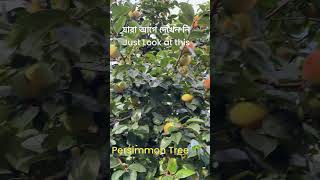 Persimmon Tree যারা আগে দেখেন নি শুধু মাত্র তাদের জন্য [upl. by Neelrahc]