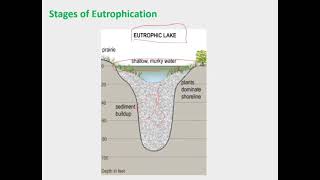 Stages and impact of Eutrophication  Environmental Science  CSS PMS [upl. by Tonina]