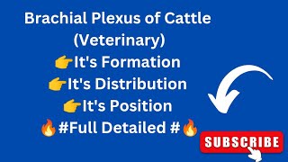 Brachial Plexus of Cattle  Forelimb Nerve Supply of Ox  Veterinary Neurology [upl. by Etnaik]