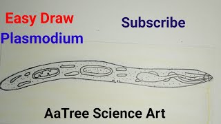 how to draw plasmodium vivax plasmodium species shorts art [upl. by Neelhsa]