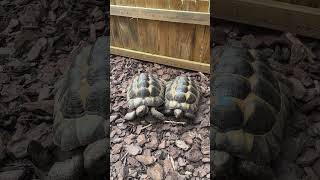 Tortue dHermann  Hermann’s tortoise tortoise tortoiselove tortoiseslife nature tortue fun [upl. by Phyllis]