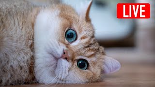 Hosico Live stream  12172023 [upl. by Deva16]