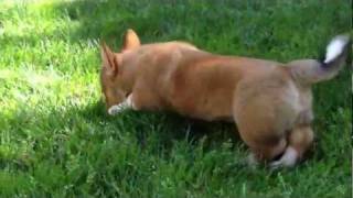 Bandit the Corgi Discovers Grass [upl. by Cianca]