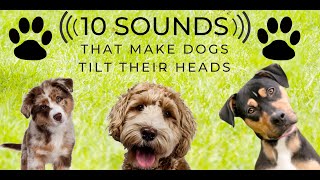 Head Tilt  10 Sounds that make dogs love  Turn the sound up and play along Countdown [upl. by Suivatal]