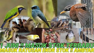 1 JUNI‼️MASUK 3 BANDAR BURUNG IMPORT amp LOKAL  BANJIR PILIHAN  WA083875536945 [upl. by Nyvek731]