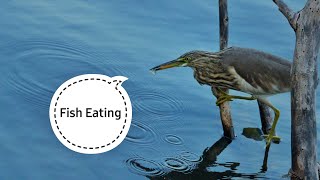 Bird Eating Fish  Fish Eating  Fish Hunting  Pond Heron Bird Catching Fish [upl. by Wesley]