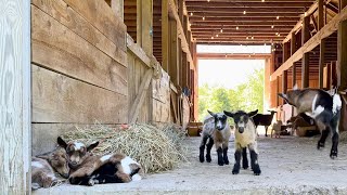 13 healthy new baby goats…feeling lucky [upl. by Elehcor]