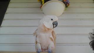 Pebble the Funny Cockatoo TURN ON SUBTITLES click CC on bottom of screen FOR INTERPRETATION [upl. by Yennek]